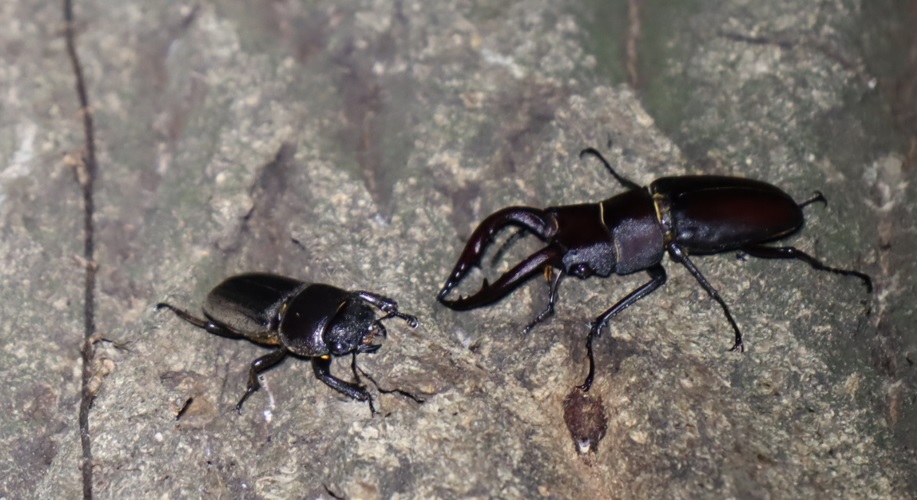 ヒラタクワガタ♀、ノコギリクワガタ♂_No4_凄いコナラ_2023年6月7日20時5分 気温23度